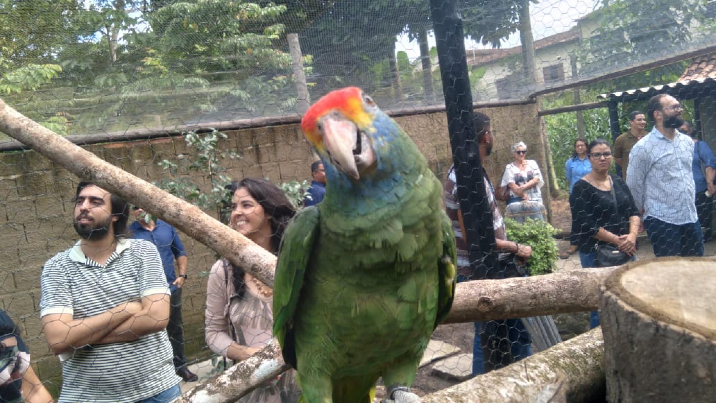 Papagaios ameaçados de extinção que foram apreendidos pela PF chegam a Alagoas