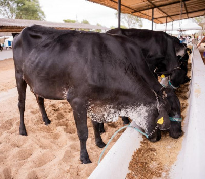 Agência Alagoas